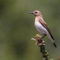 Mittelmeer-Steinschmätzer, Black-eared Wheatear female, Oenanthe hispanica, Cyprus, Androlikou Area, April 2019