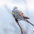 Oena capensis - Namaqua Dove (female) - Kaptäubchen, Cyprus, Mandria Greenhouse Area, March 2016