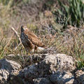 Buteo buteo - Common Buzzard - Maeusebussard, Cyprus, Mandria Beach, Februar 2016