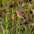 Bluthänfling, Linnet, Carduelis cannabina, Cyprus, Ineia-Pittokopos, Juli 2018