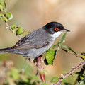 Sylvia melanocephala - Sardinian Warbler - Samtkopf-Grasmücke, Cyprus, Anarita Park, April 2016