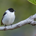 Halsbandschnäpper, Collared Flycatcher, Ficedula albicollis, Cyprus, Pegeia-Agios Georgios, our Garden, April 2019