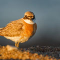 Charatrius leschenaultii columbinus 2 - Greater Sand Plover - Wüstenregenpfeifer, Cyprus, Mandria Beach, 20.04.2016