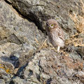 juvenile Little Owl´s, Athene noctua, Cyprus, Paphos - Anarita Park Area, around breeding cave, Mai - June 2018