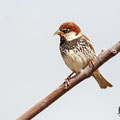 Passer hispaniolensis - Spanish Sparrow - Weidensperling, Cyprus, Mandria, March 2016