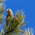 Fichtenkreuzschnabel, Common Crossbill, Laxia curvinostra, Cyprus, Troodos, Livadi tou pashia, 26. October 2018