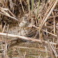 Schafstelze, Western Yello Wagtail, Motocilla flava, Cyprus, Limassol, Zakaki Marsh - Pool, 18. October 2018