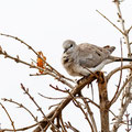 Oena capensis - Namaqua Dove (female) - Kaptäubchen, Cyprus, Mandria, Greenhouse Area, March 2016