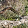 Buteo buteo - Common Buzzard - Maeusebussard, Cyprus, Mandria Beach, Februar 2016