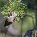 Fichtenkreuzschnabel, Common Crossbill, Laxia curvinostra, Cyprus, Troodos, Livadi tou pashia, 26. October 2018