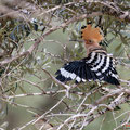 Wiedehopf, Hoopoe, Upupa epops, Cyprus, Androlikou Area, April 2019