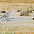 Kiebitzregenpfeiffer, Grey Plover, Pluvialis squatorola, Cyprus, Akrotiri Salt Lake, October 2018