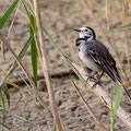 Bachstelze, White Wagtail, Motacilla alba, Cyprus, Limassol, Zakaki Marsh - Pool, 18. October 2018