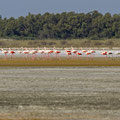 Rosaflamingo, Greater Flamingo, Phoenicopterus ruber, Cyprus, Akrotiri Salt Lake, October 2018