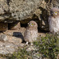 juvenile Little Owl´s, Athene noctua, Cyprus, Paphos - Anarita Park Area, around breeding cave, Mai - June 2018