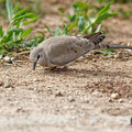 Oena capensis - Namaqua Dove (female) - Kaptäubchen, Cyprus, Mandria, Greenhouse Area, March 2016