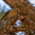 Fichtenkreuzschnabel, Common Crossbill, Laxia curvinostra, Cyprus, Troodos, Livadi tou pashia, 26. October 2018