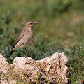 Mittelmeer-Steinschmätzer, Black-eared Wheatear female, Oenanthe hispanica, Cyprus, Androlikou Area, April 2019