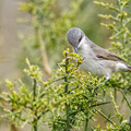 Sylvia curuca - Lesser Whitethroat - Klappergrasmücke, Cyprus, Anarita, March 2016