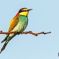 Merops apiaster - European Bee-eater - Bienenfresser, Cyprus, Mandria Beach, April 2016