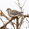 Oena capensis - Namaqua Dove (female) - Kaptäubchen, Cyprus, Mandria Greenhouse Area, March 2016