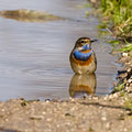 Blaukehlchen, Bluethroat male, Luscinia svecica, Cyprus, Paphos Sewage Plant, Januar 2019