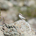 Oenanthe finschii - Finsch`s Wheatear - Felsensteinschmätzer, Cyprus, Anarita, March 2016