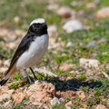 Schwarzrücken-Steinschmätzer, Mourning Wheatear, Oenathe lugens, Cyprus, Pegeia - Agios Georgios, Cape Drepanum, Februar 2019