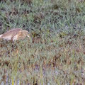 Rallenreiher, Squacco Heron, Ardeola ralloides, Cyprus, Akrotiri Marsh, 03. April 2018 