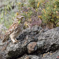 Steinkauz, Little Owl, Athene noctua, Cyprus, Paphos - Anarita Park, Breeding Place, April 2019