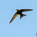 Mauersegler, Common Swift, Apus apus, Cyprus, Paphos - Moutthalos, 29. April 2017