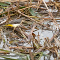 Gebirgsstelze, Grey Wagtail, Motacilla cinerea, Cyprus, Limassol, Zakaki Marsh - Pool, 18. October 2018