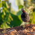 Francolinus francolinus - Halsbandfrankolin - Black Francolin, Cyprus, Home area, April 2016