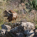 Buteo buteo - Common Buzzard - Maeusebussard, Cyprus, Mandria Beach, Februar 2016