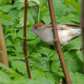 Mönchsgrasmücke, Blackcap female, Sylvia atricapilla,, Cyprus, Paphos Sewage Plant, Januar 2019