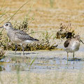 Kiebitzregenpfeiffer, Grey Plover, Pluvialis squatorola, Cyprus, Akrotiri Salt Lake, October 2018