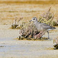 Kiebitzregenpfeiffer, Grey Plover, Pluvialis squatorola, Cyprus, Akrotiri Salt Lake, October 2018