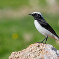 Schwarzrücken-Steinschmätzer, Mourning Wheatear, Oenathe lugens, Cyprus, Pegeia - Agios Georgios, Cape Drepanum, Februar 2019