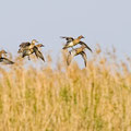 Knäkente, Garganey, Anas querquedula, Cyprus, Akrotiri Marsh, 11.April 2018 