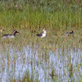 Knäkente, Garganey with Ducklings, Anas querquedula + Uferschnepfe, Black-tailed Godwit, Limosa limosa, Cyprus, Akrotiri Marsh,03. April 2018