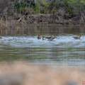 Uferschnepfe, Black-tailed Godwit, Limosa limosa, Cyprus, Limassol, Akrotiri Marsh, Rabbit Pools, April 2019