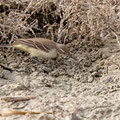 Schilfrohrsänger, Sedge Warbler, Acrocephalus schoenobaenus, Cyprus, Limassol, Zakaki Marsh - Pool, 18. October 2018