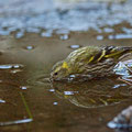 Serinus serinus - European Serin - Girlitz, Cyprus, Livadi tou Passia, March 2016