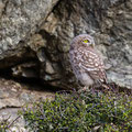 juvenile Little Owl´s, Athene noctua, Cyprus, Paphos - Anarita Park Area, around breeding cave, Mai - June 2018