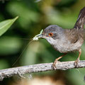 Sylvia melanocephala - Sardinian Warbler - Samtkopf-Grasmücke, Cyprus, Anarita Park, April 2016