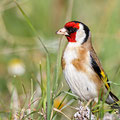 Carduelis carduelis - Goldfinch - Distelfink, Cyprus, Anarita, March 2016