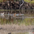 Uferschnepfe, Black-tailed Godwit, Limosa limosa, Cyprus, Limassol, Akrotiri Marsh, Rabbit Pools, April 2019