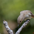 Grauschnäpper, Spotted Flycatcher, Muscicapa striata, Cyprus, Pegeia-Agios Georgios, our Garden, April 2019