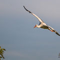 Weißstorch, White Storck, Ciconia ciconia, Cyprus, Pegeia-Agios Georgios, April 2017