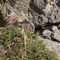 Steinkauz, Little Owl, Athene noctua, Cyprus, Paphos - Anarita Park Area, Mai 2018